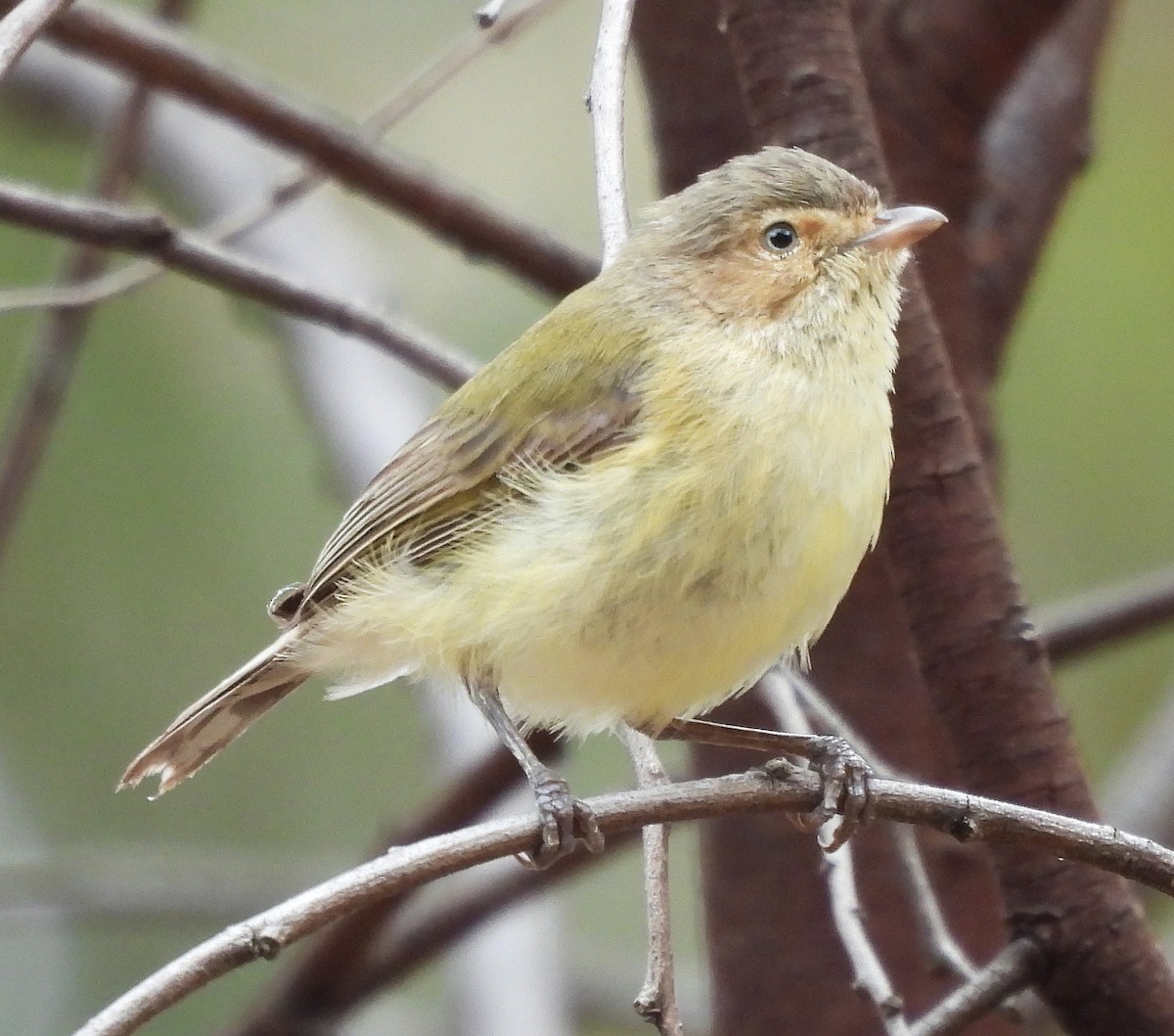 Weebill - ML628267551