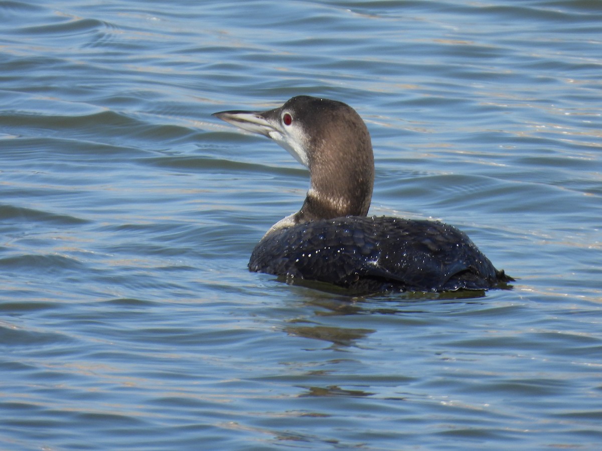 Common Loon - ML628267556