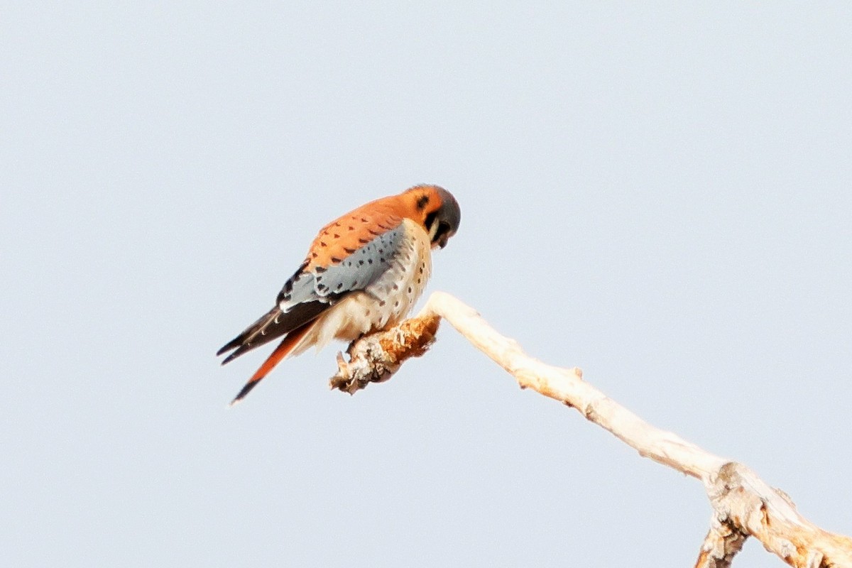 American Kestrel - ML628267645