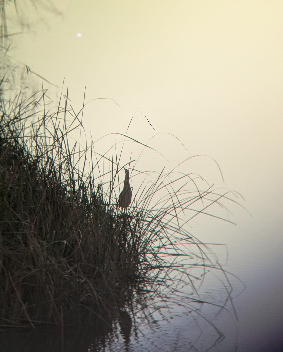 American Bittern - ML628267736
