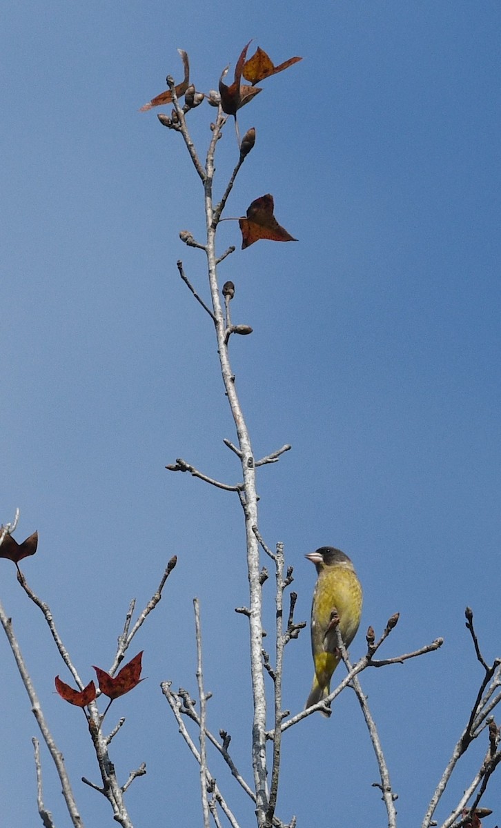 Black-headed Greenfinch - ML628267763
