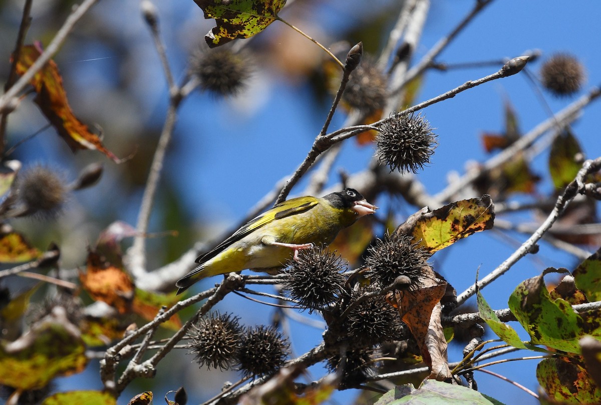 Black-headed Greenfinch - ML628267764