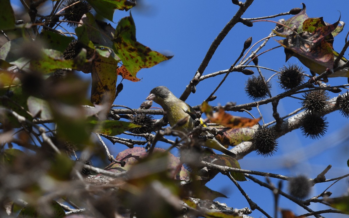 Black-headed Greenfinch - ML628267765