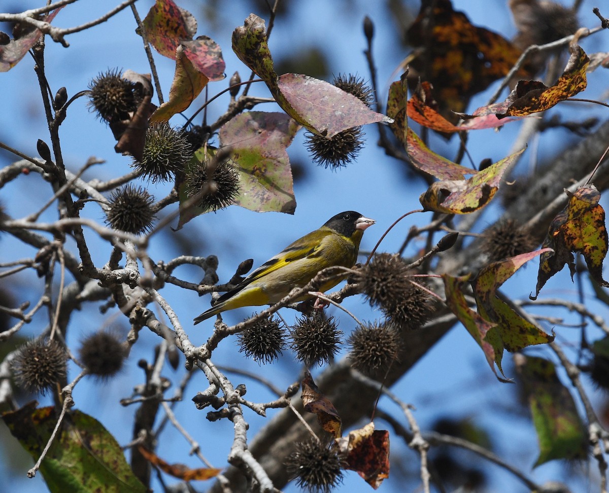 Black-headed Greenfinch - ML628267767
