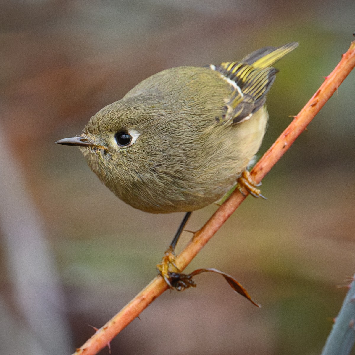 Ruby-crowned Kinglet - ML628267778