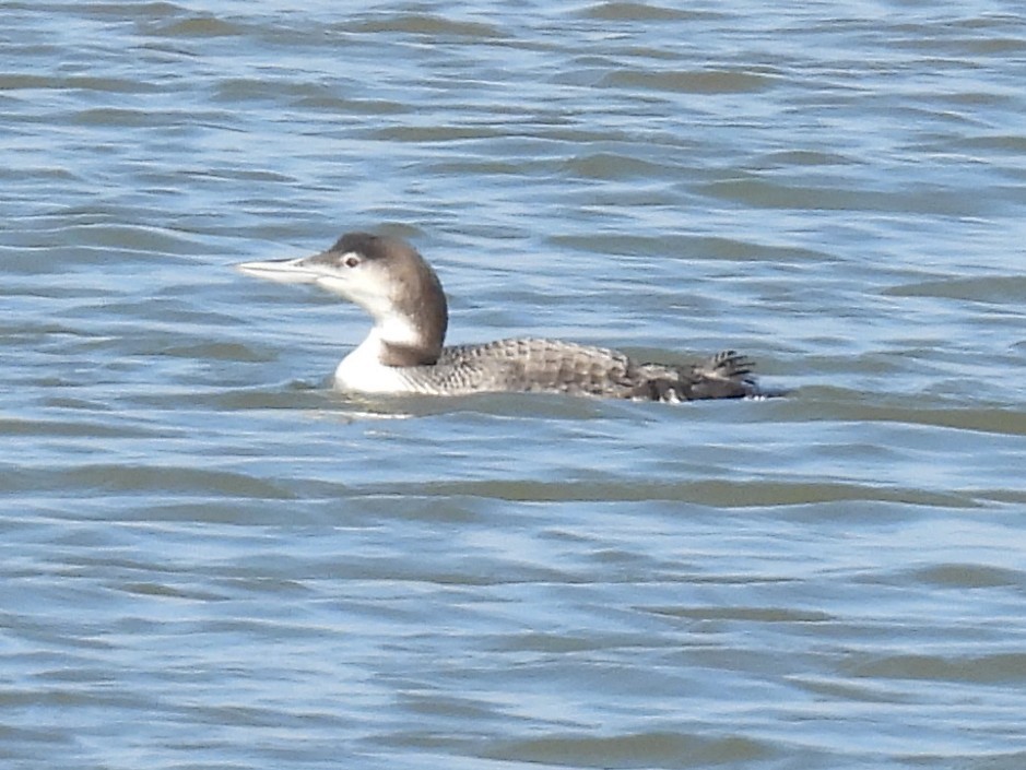 Common Loon - ML628267800