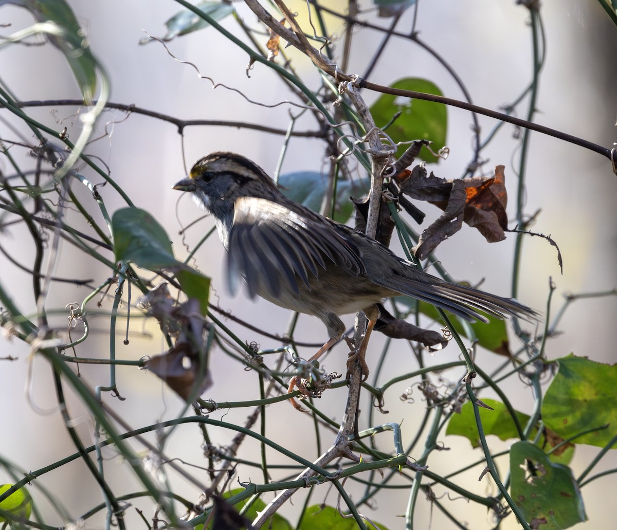White-throated Sparrow - ML628267833