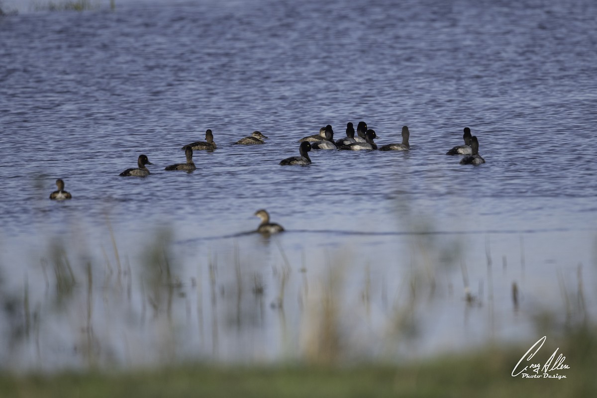 小斑背潛鴨 - ML628267895