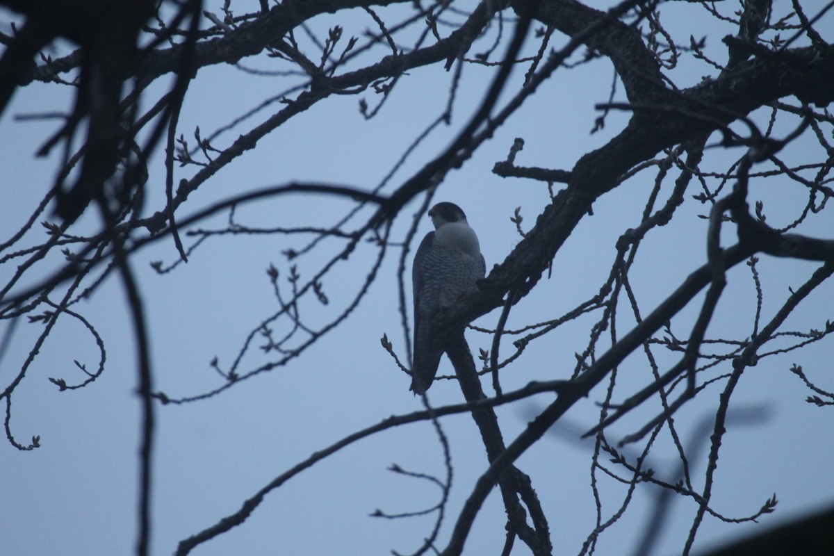 Peregrine Falcon - ML628267913