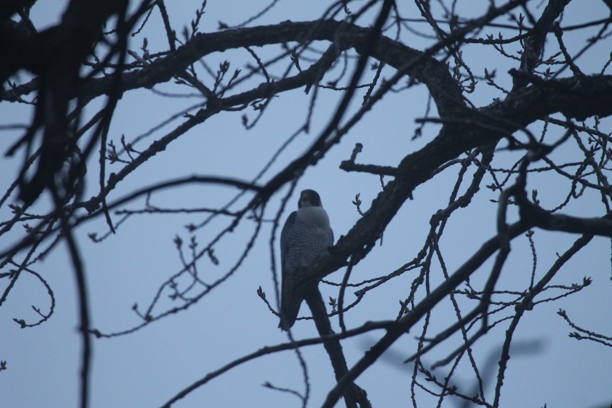 Peregrine Falcon - ML628267914