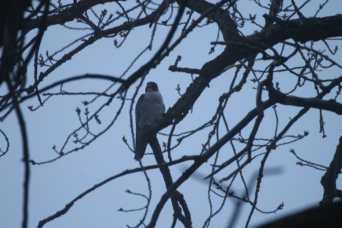 Peregrine Falcon - ML628267915