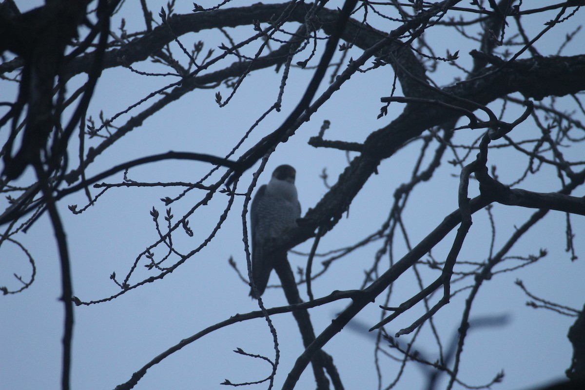 Peregrine Falcon - ML628267916
