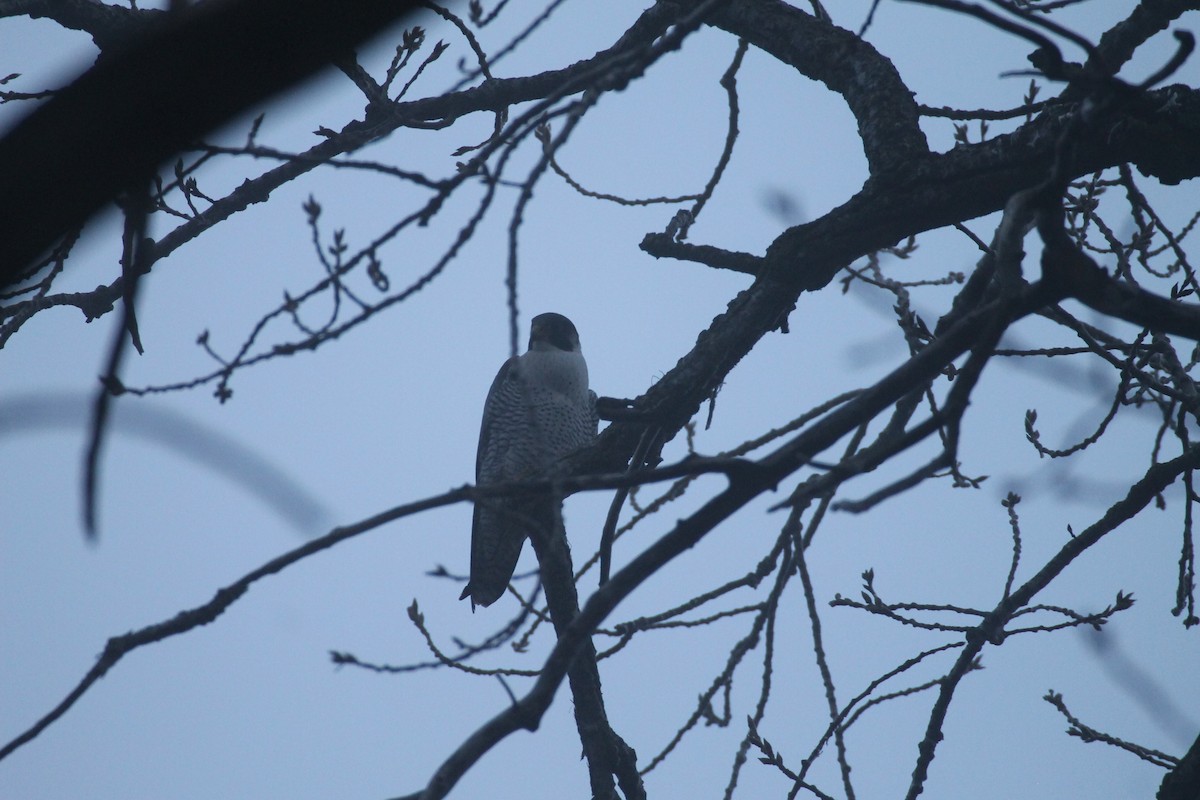 Peregrine Falcon - ML628267917