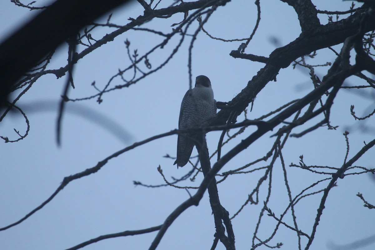 Peregrine Falcon - ML628267918
