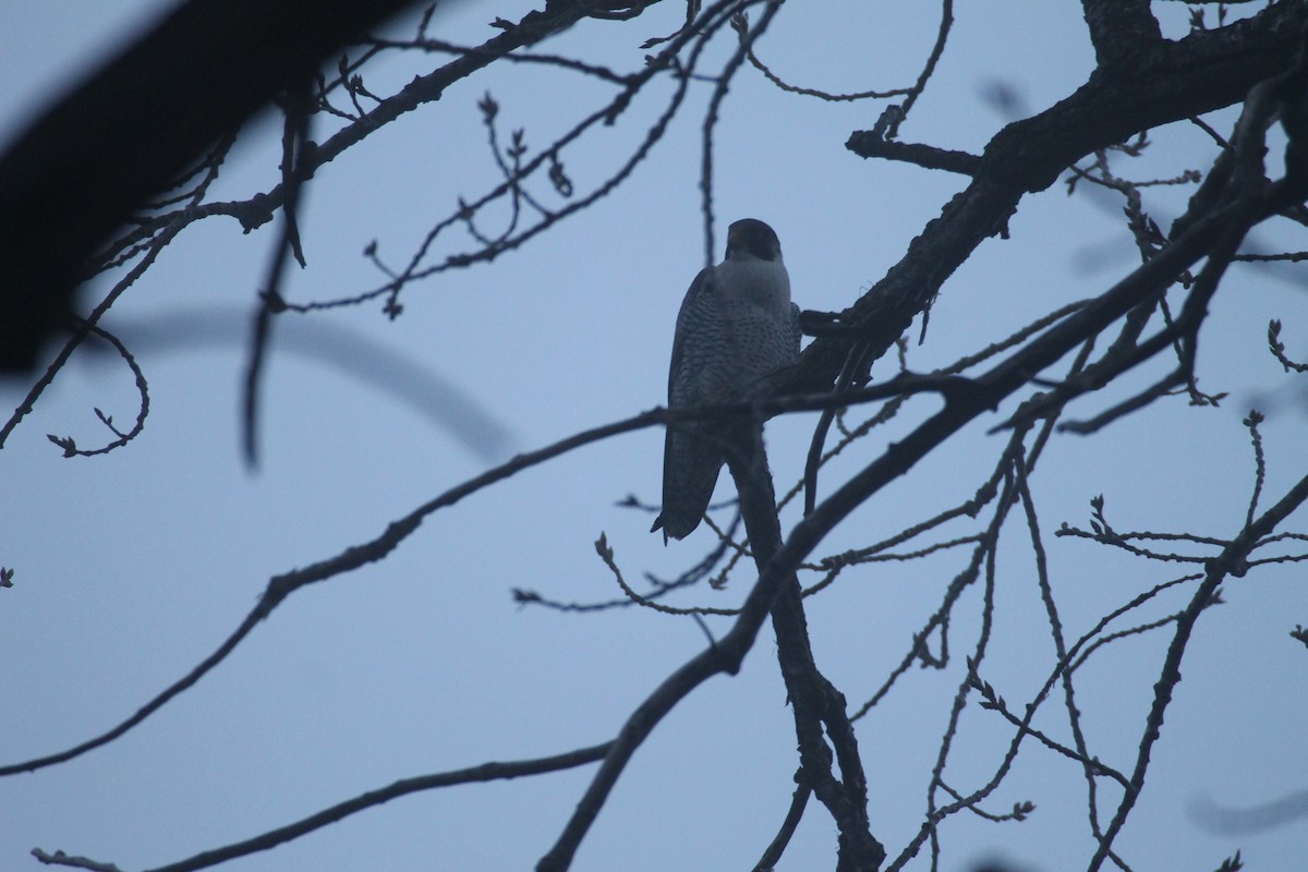Peregrine Falcon - ML628267919