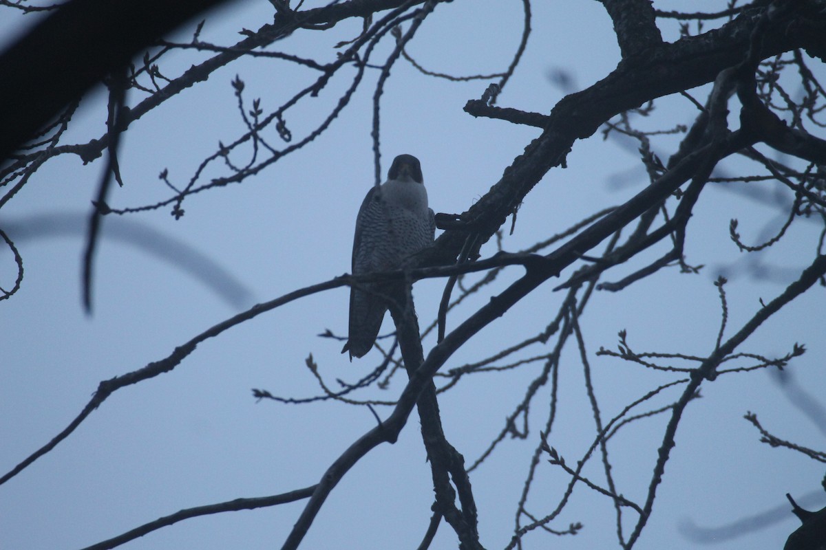 Peregrine Falcon - ML628267920