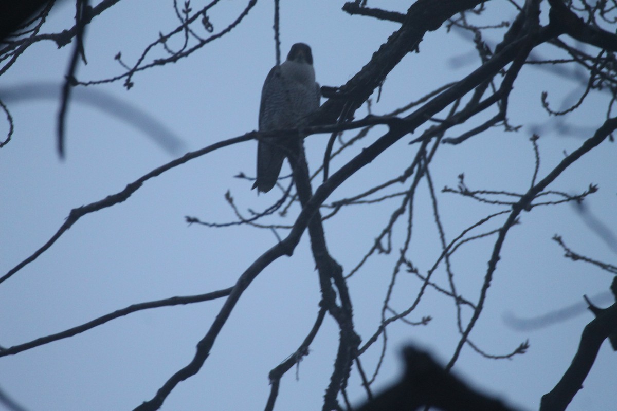 Peregrine Falcon - ML628267921