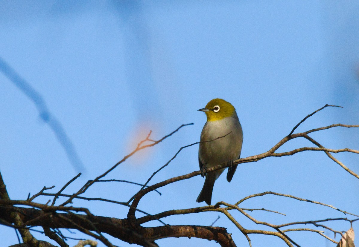 Silvereye - ML628268105