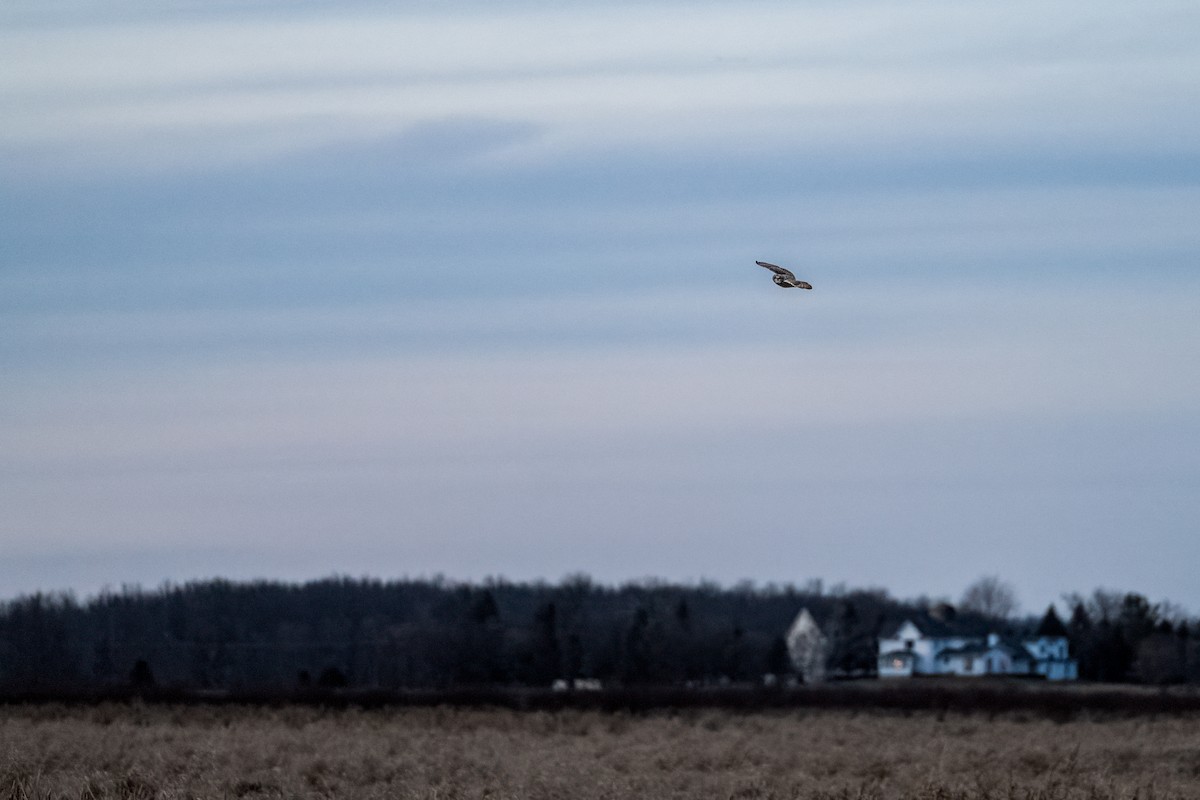 Short-eared Owl - ML628268140