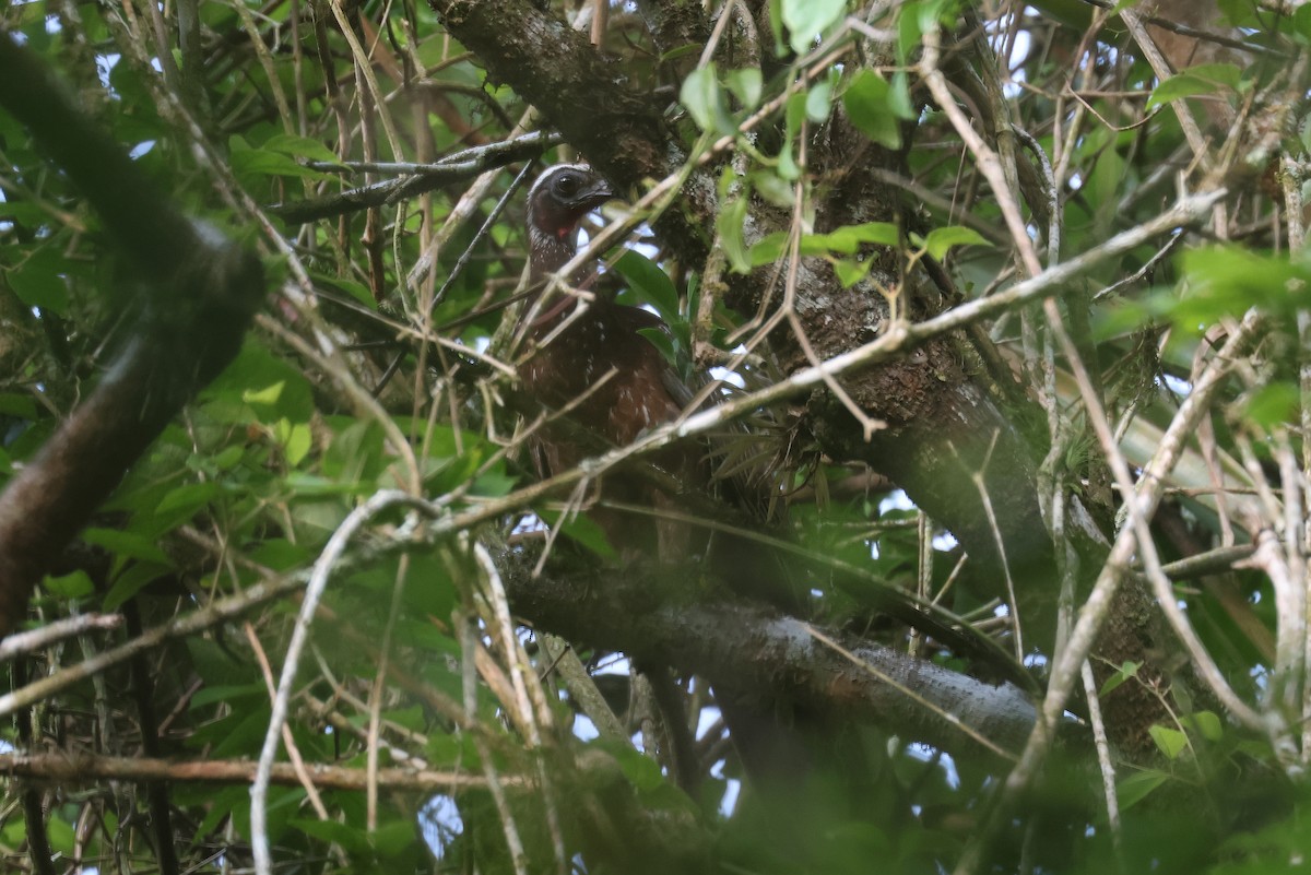 White-browed Guan - ML628268316