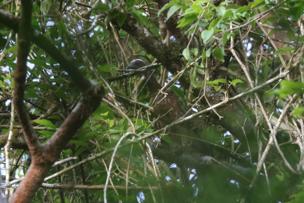 White-browed Guan - ML628268317
