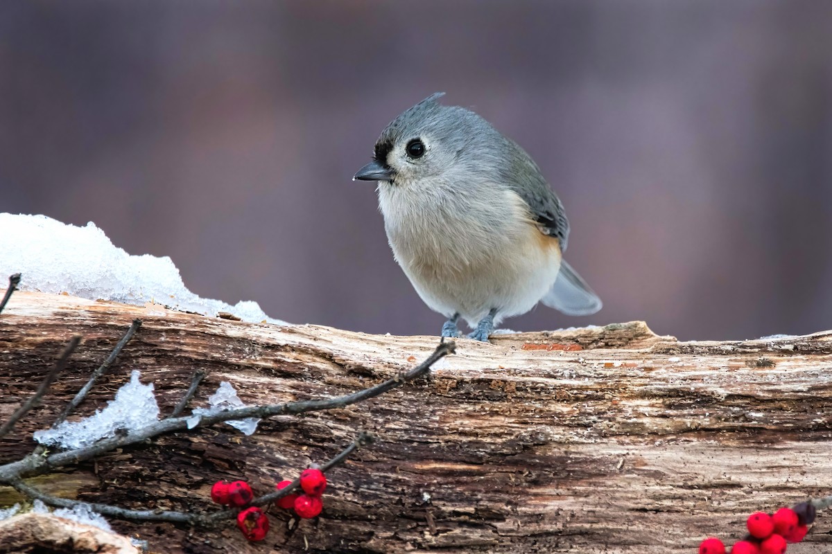 Tufted Titmouse - ML628268336