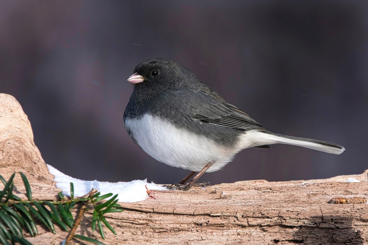 Dark-eyed Junco - ML628268371