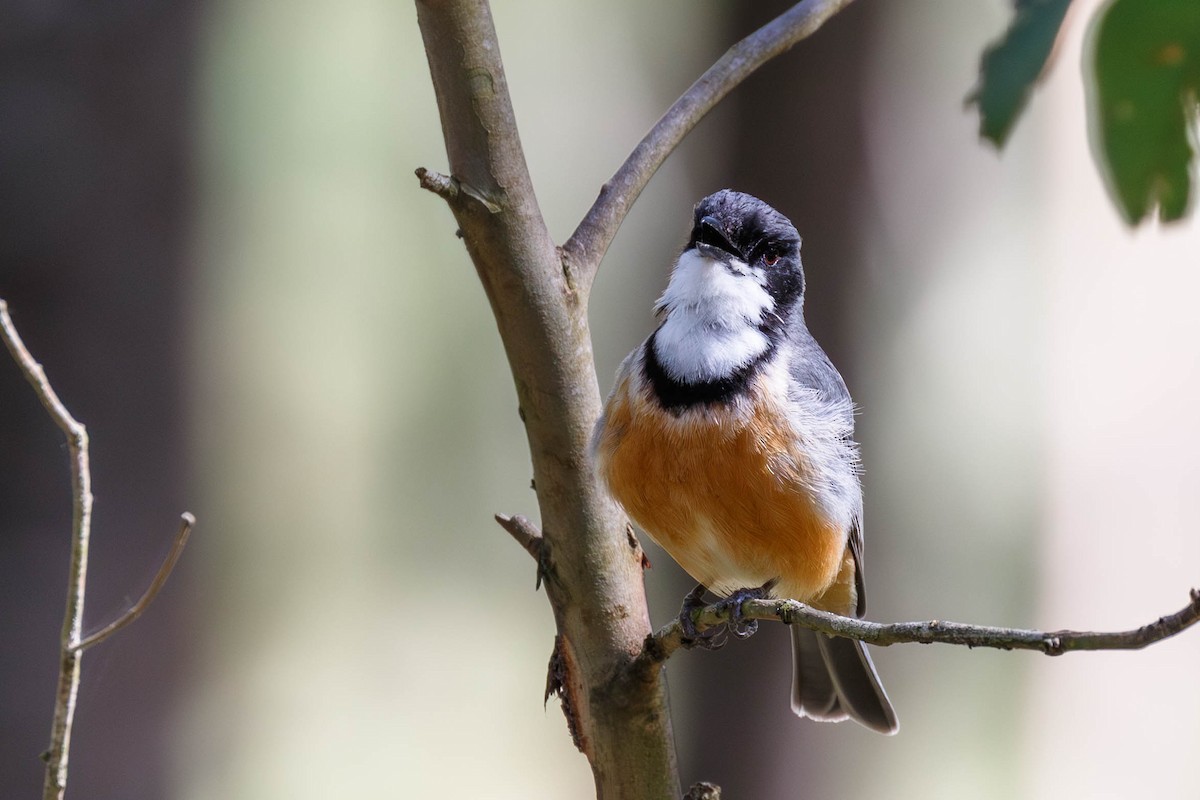 Rufous Whistler - ML628268387