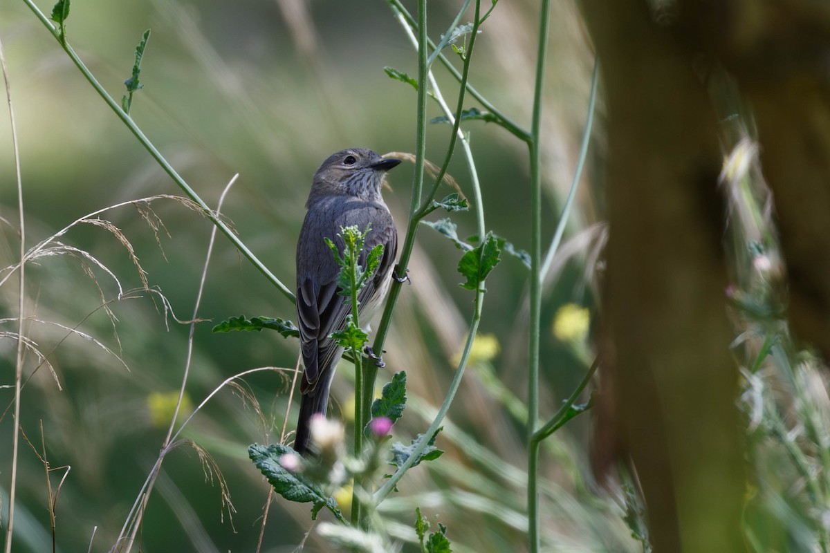 Rufous Whistler - ML628268388