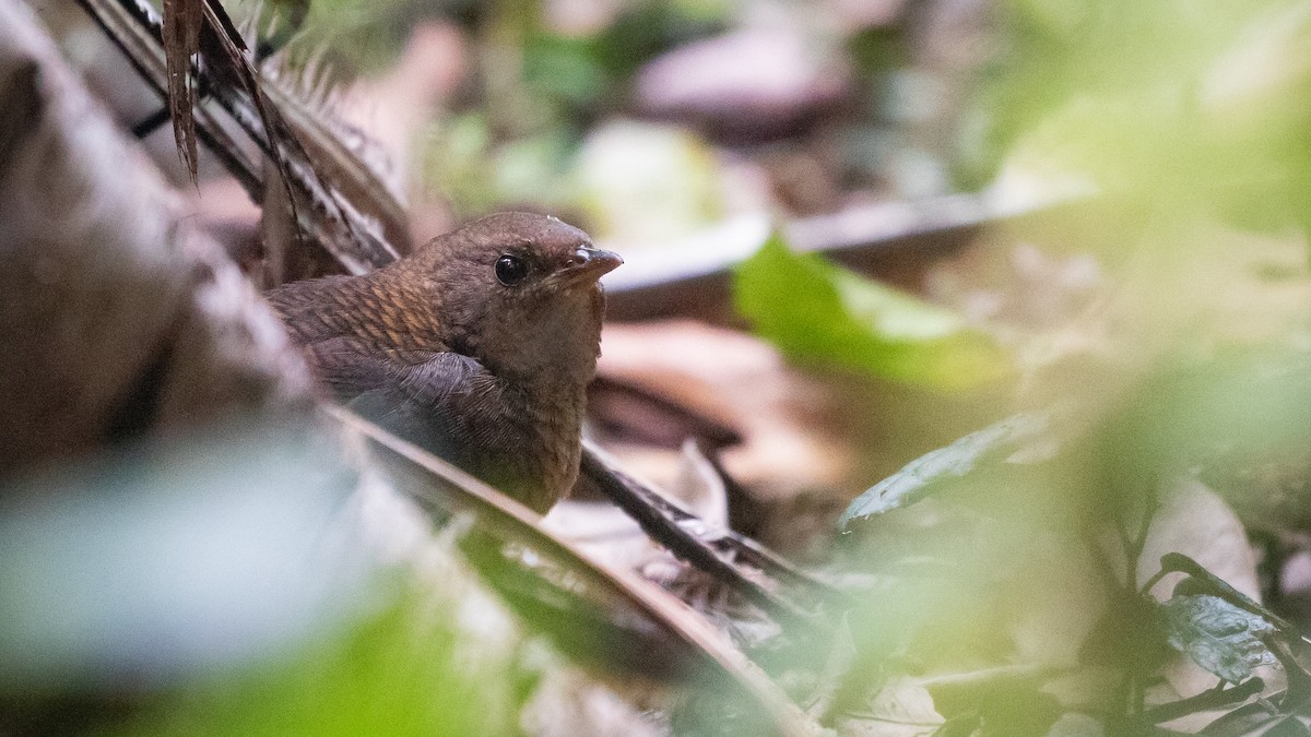 Rufous Scrub-bird - ML628268547