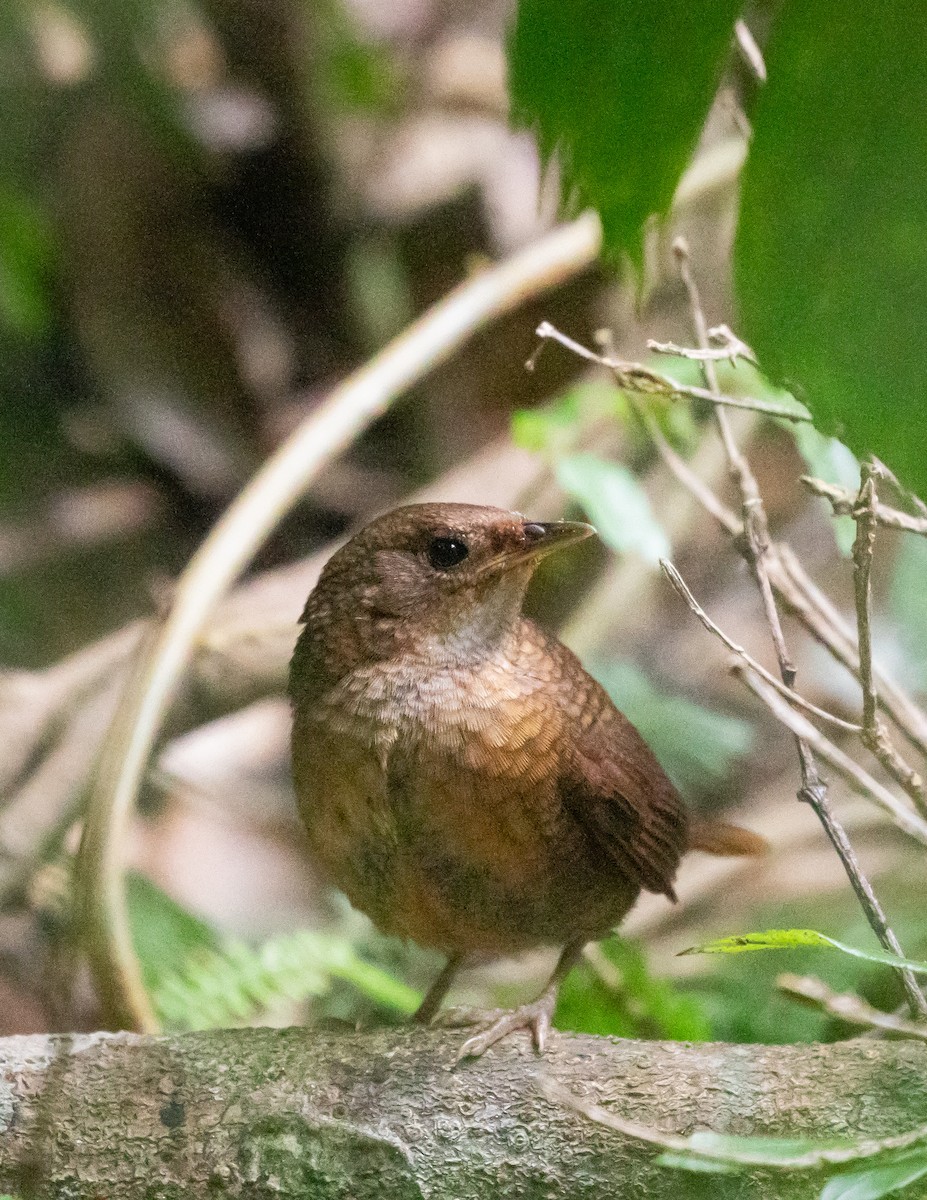 Rufous Scrub-bird - ML628268548
