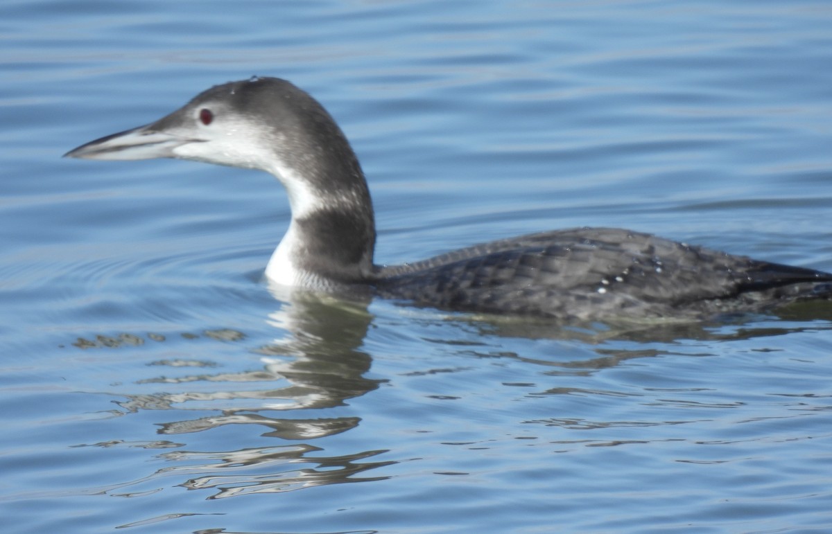 Common Loon - ML628268591