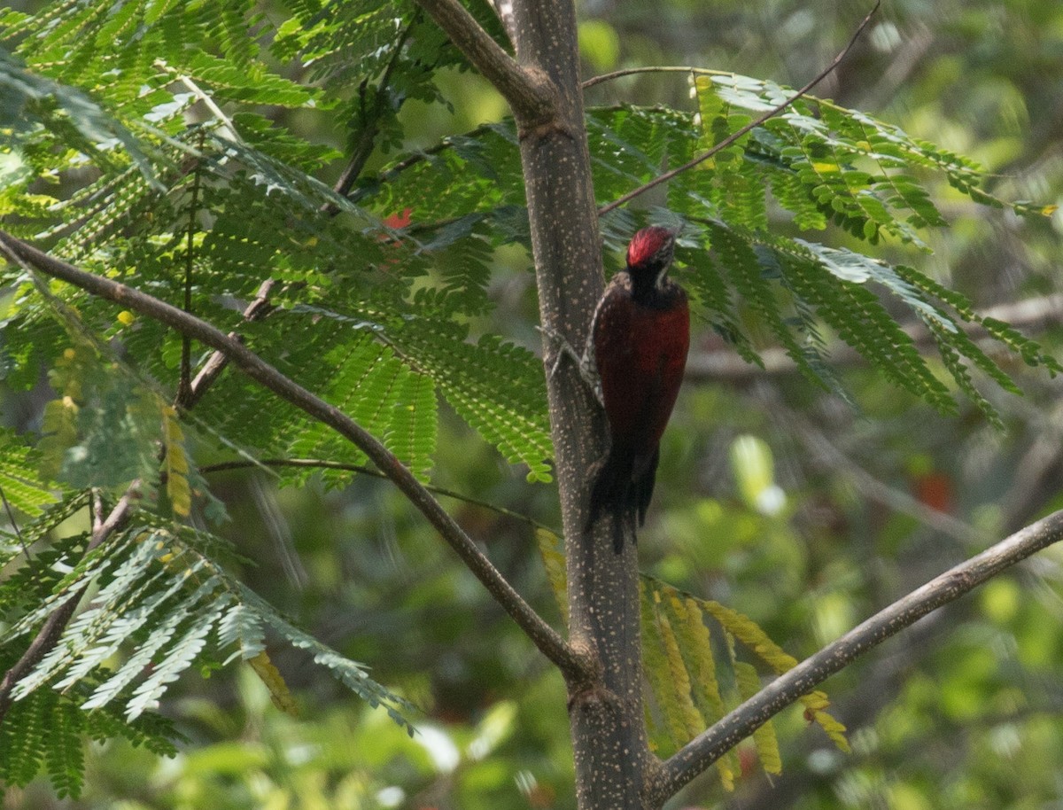 Red-backed Flameback - Ashley Wahlberg (Tubbs)