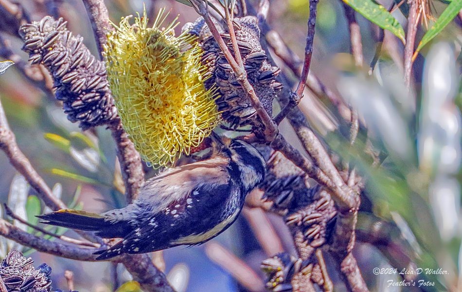 Downy Woodpecker - ML628268633