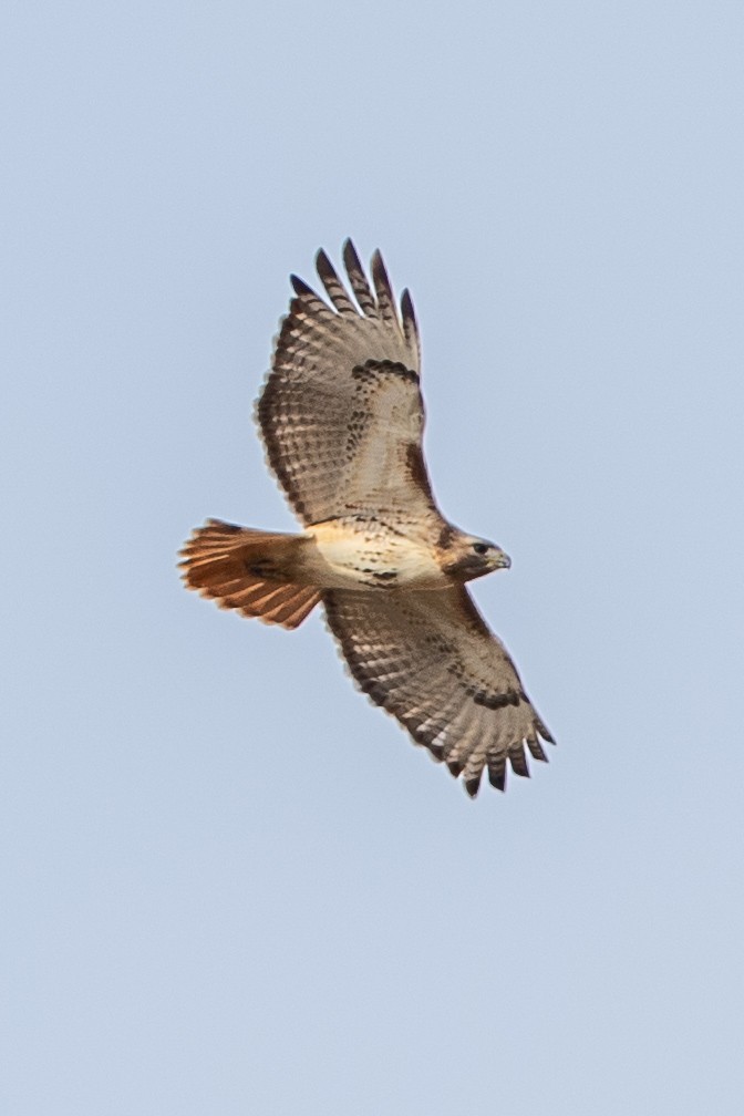 Red-tailed Hawk - ML628268661