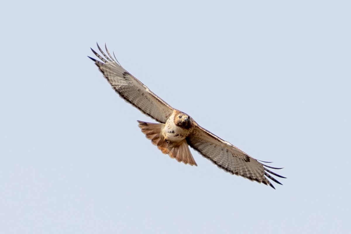 Red-tailed Hawk - ML628268662