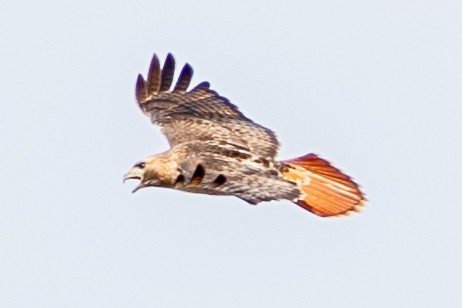 Red-tailed Hawk - ML628268663