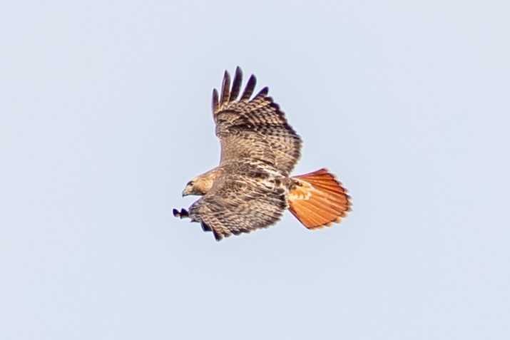 Red-tailed Hawk - ML628268665