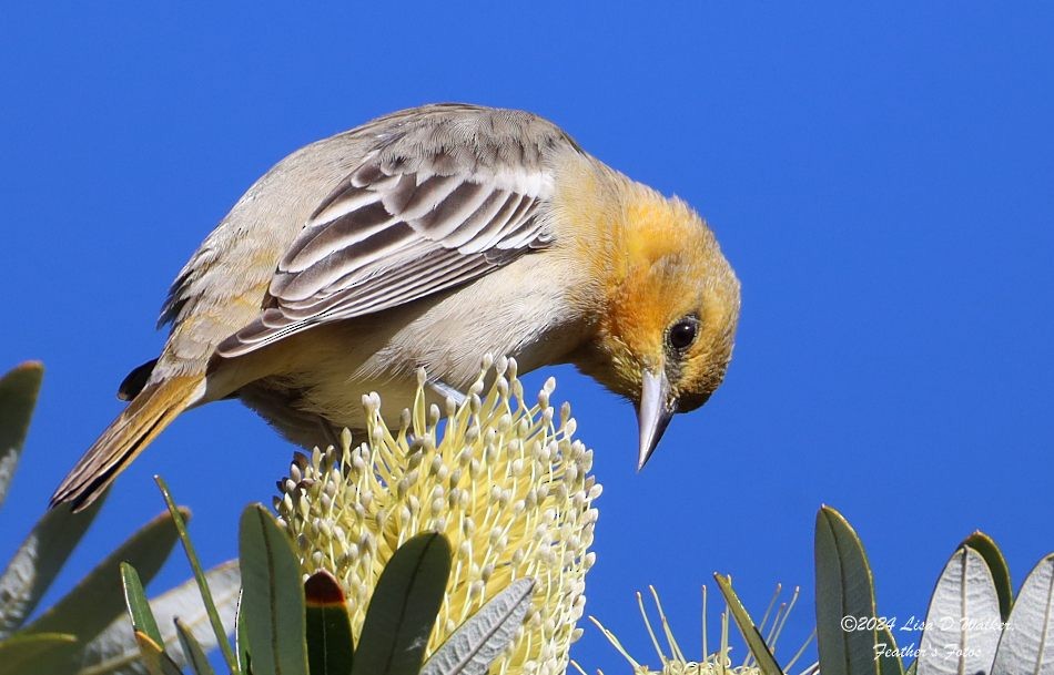 Bullock's Oriole - ML628268679