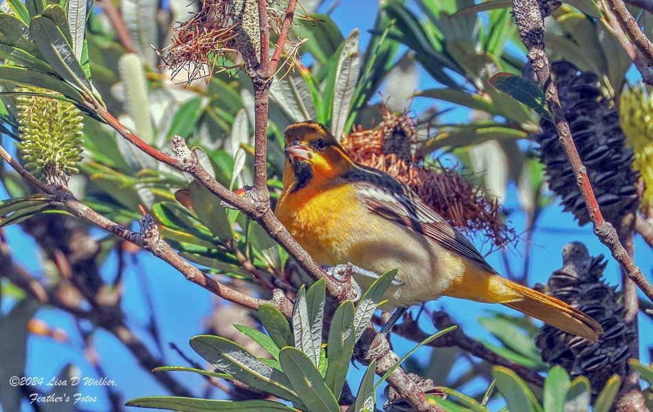 Bullock's Oriole - ML628268682