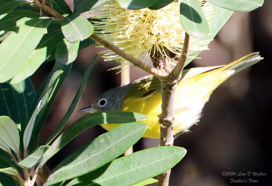 Nashville Warbler - ML628268699