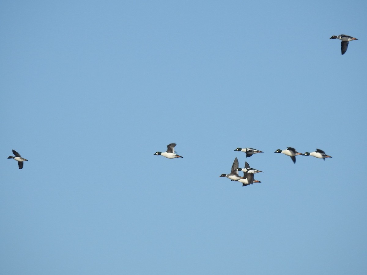Common Goldeneye - ML628268805