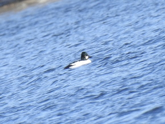 Common Goldeneye - ML628268806