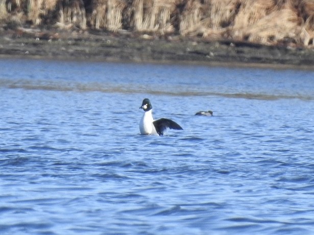 Common Goldeneye - ML628268807
