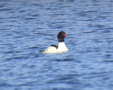 Common Merganser - ML628268811