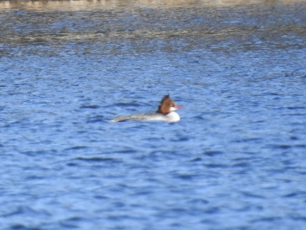 Common Merganser - ML628268812