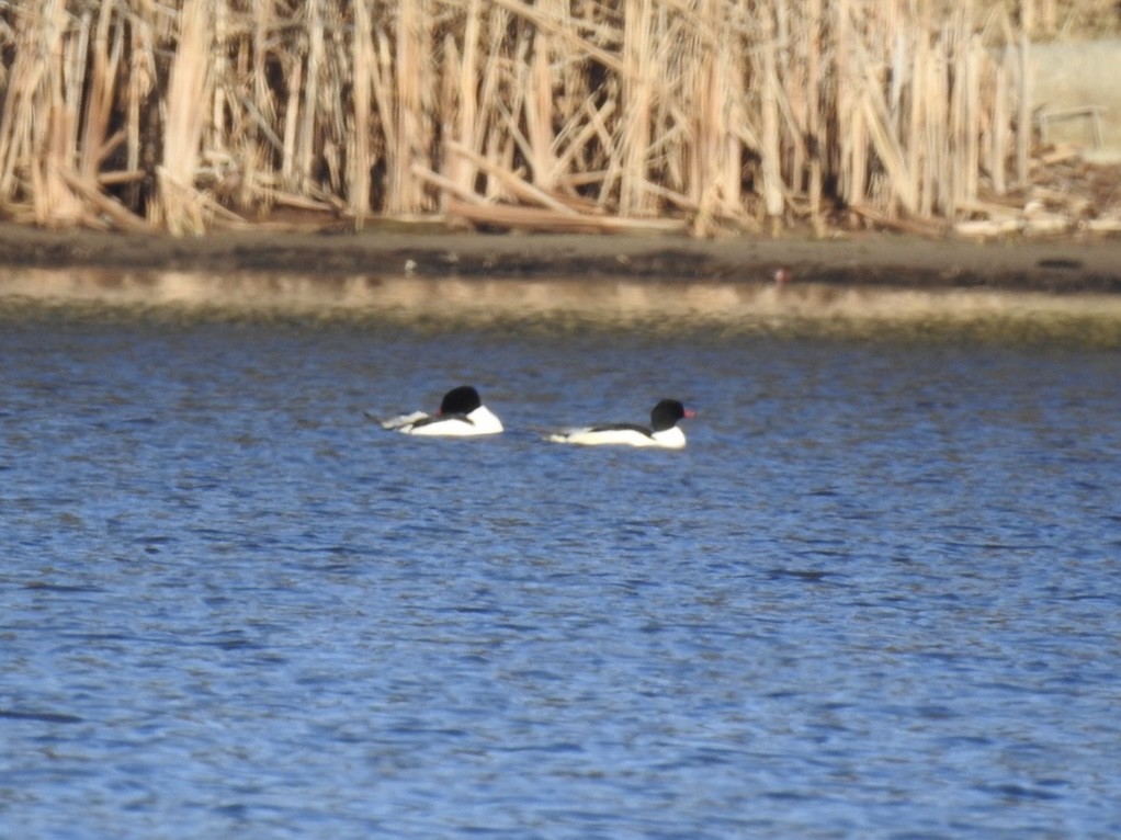 Common Merganser - ML628268813