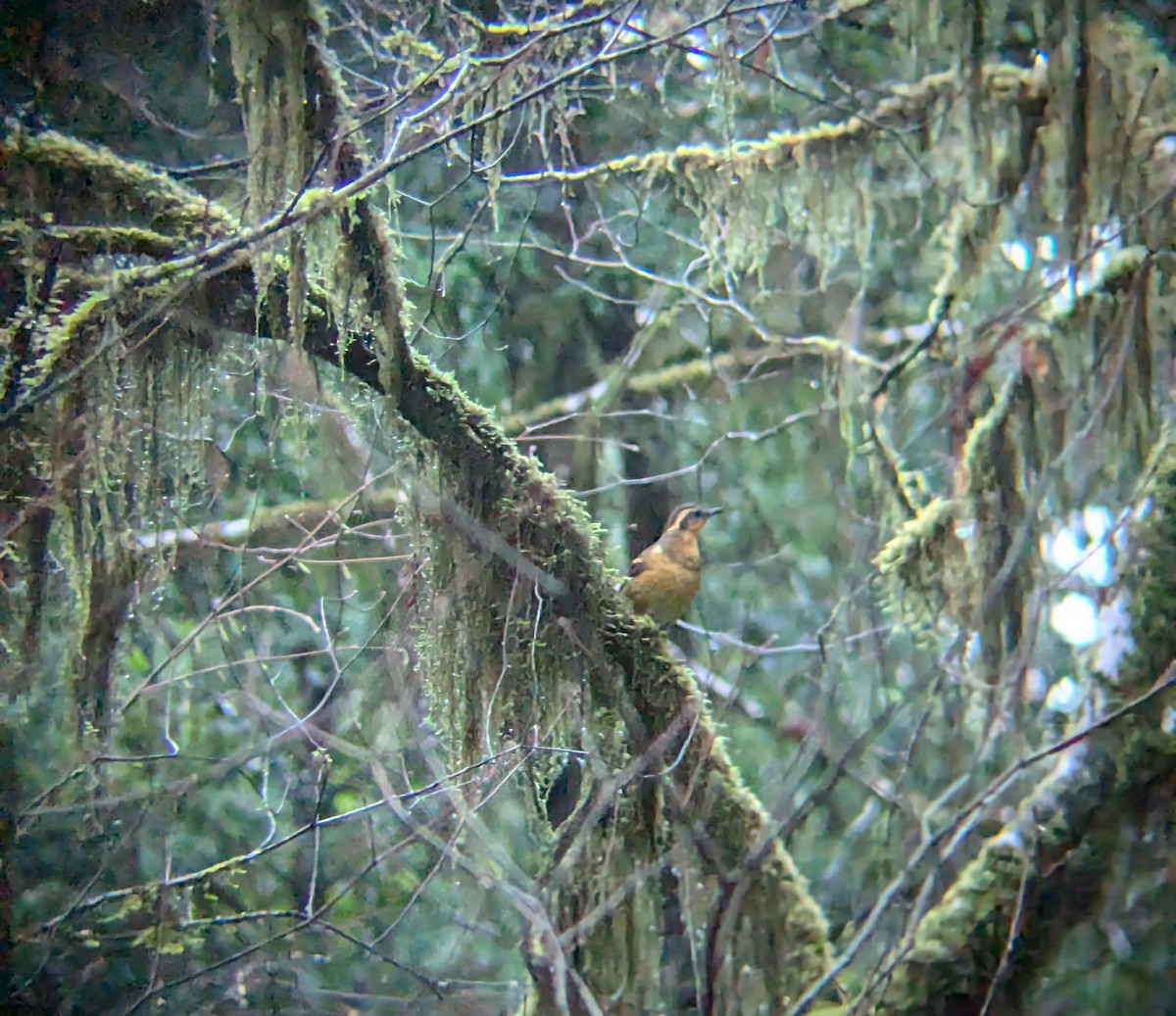 Varied Thrush - ML628269005