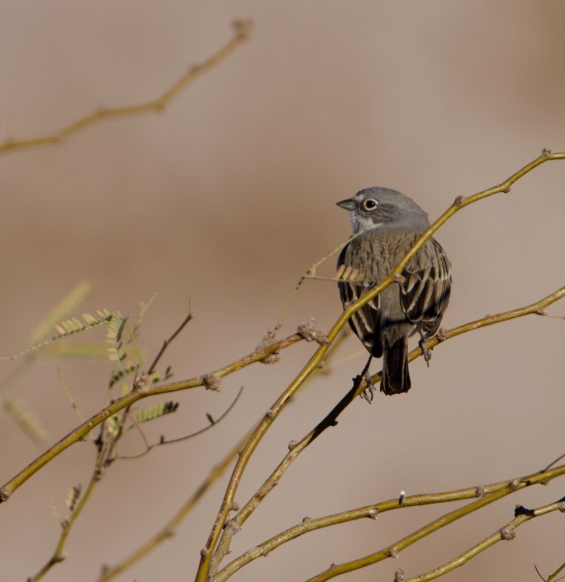 Sagebrush Sparrow - ML628269010