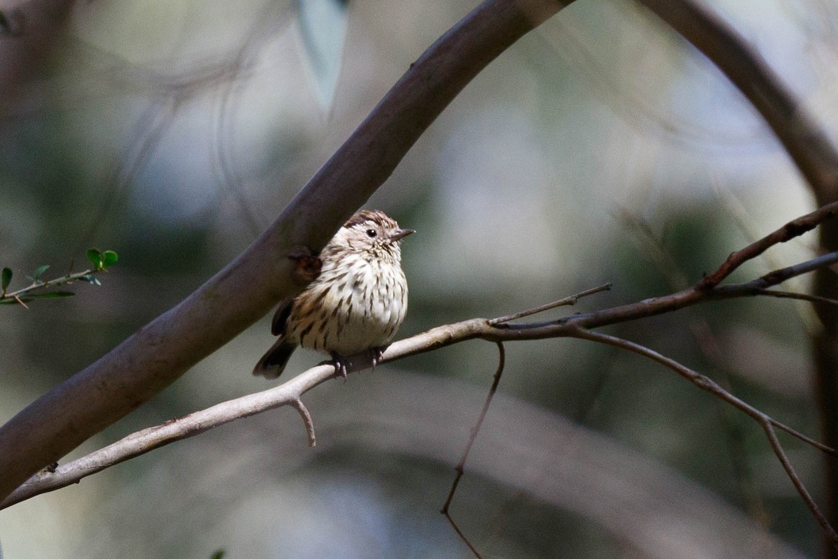 Speckled Warbler - ML628269033
